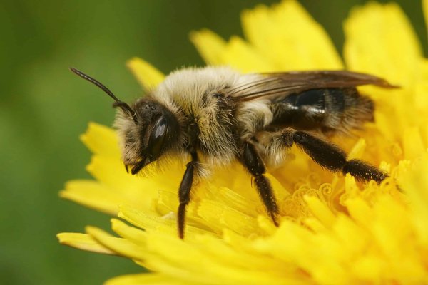 L'importance des abeilles pour notre écosystème