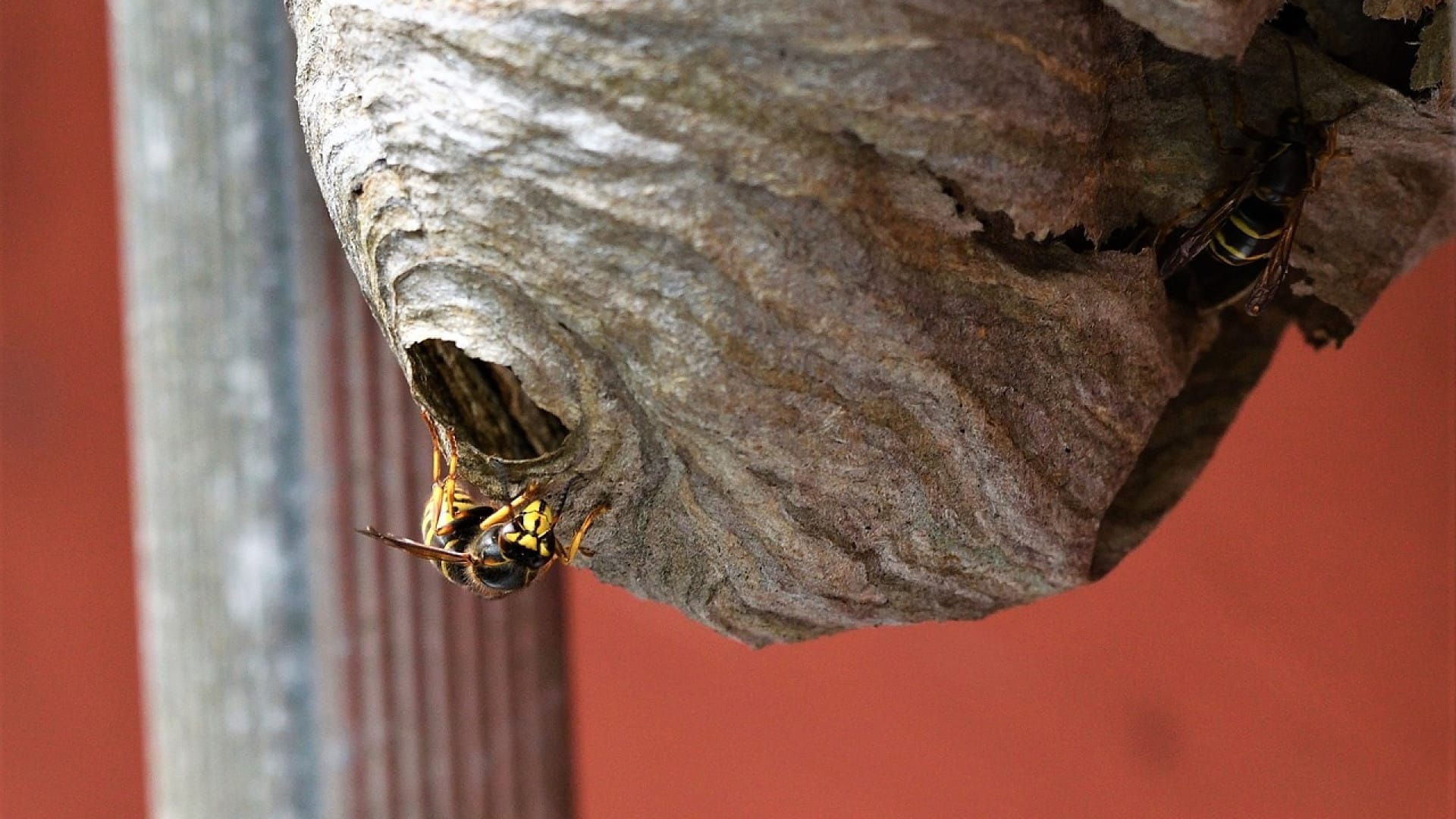 Débarrassez votre maison des insectes à Créteil grâce à un professionnel